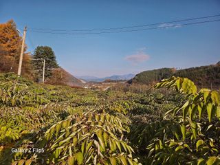 정선 숲속의농부님의 자유주제 · 자유게시판 작성글 사진
