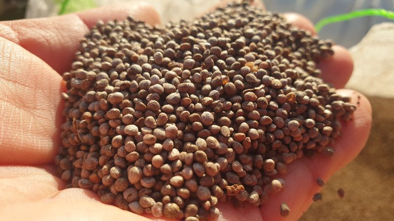 장터 상품 [4번 세척한 국산 햇들깨 5kg] 썸네일