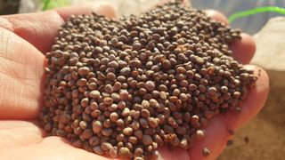 농부아내님의 작성글 사진