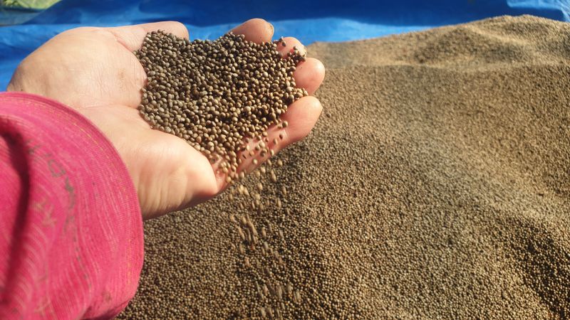 농부아내님의 장터 판매 상품 [4번 세척한 국산 햇들깨 5kg] 첨부 사진