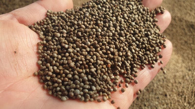 농부아내님의 장터 판매 상품 [4번 세척한 국산 햇들깨 5kg] 첨부 사진