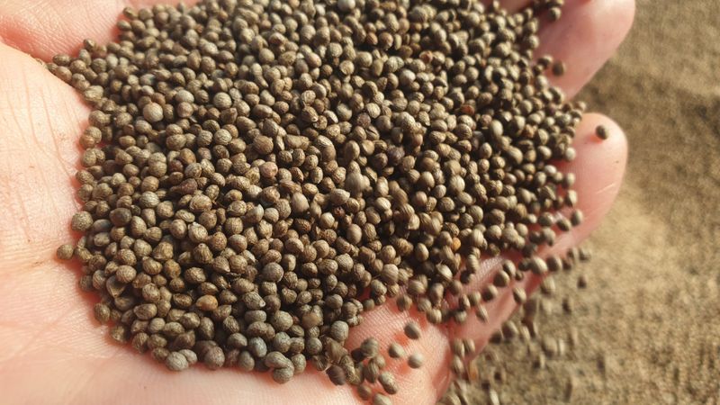 농부아내님의 장터 판매 상품 [4번 세척한 국산 햇들깨 5kg] 첨부 사진