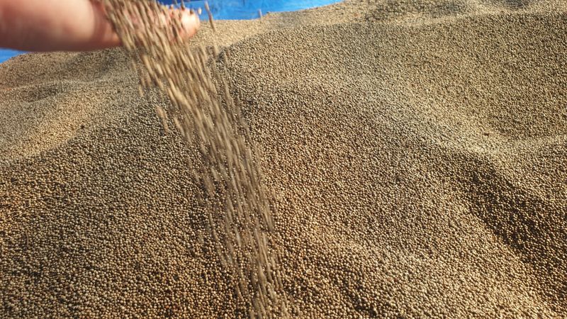 농부아내님의 장터 판매 상품 [4번 세척한 국산 햇들깨 5kg] 첨부 사진