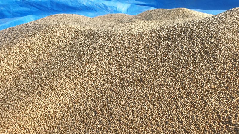 농부아내님의 장터 판매 상품 [4번 세척한 국산 햇들깨 5kg] 첨부 사진