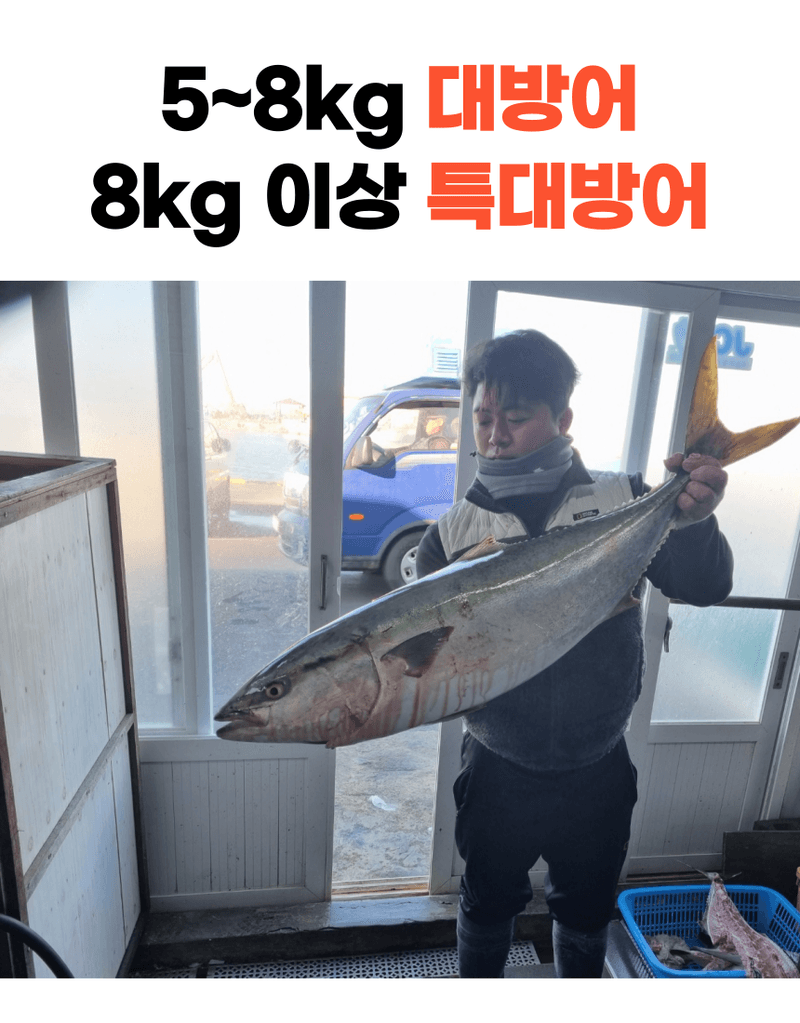 제철365님의 장터 판매 상품 [산지직송 제주 자연산 대방어 특대방어 ] 첨부 사진