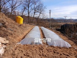 수랏간 농원 안승호님의 양파 · 영농일지 작성글 사진