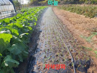 수랏간 농원 안승호님의 양파 · 영농일지 작성글 사진