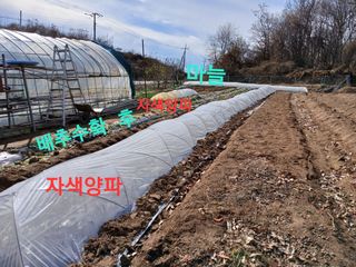 수랏간 농원 안승호님의 양파 · 영농일지 작성글 사진