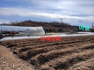 수랏간 농원 안승호님의 양파 · 영농일지 작성글 사진