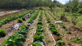 초보농부님의 배추 · 영농일지 작성글 사진