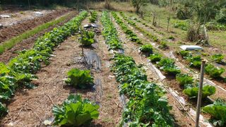 초보농부님의 배추 · 영농일지 작성글 사진