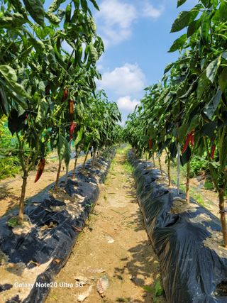 김용민님의 작성글 사진