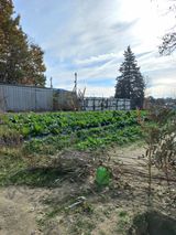 팜모닝 배추·영농일지 게시글 이미지