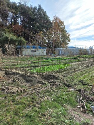 최태순님의 배추 · 영농일지 작성글 사진