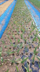 팜모닝 자유주제·자유게시판 게시글 이미지