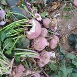 팜모닝 자유주제·자유게시판 게시글 이미지