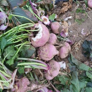 호박10186님의 자유주제 · 자유게시판 작성글 사진