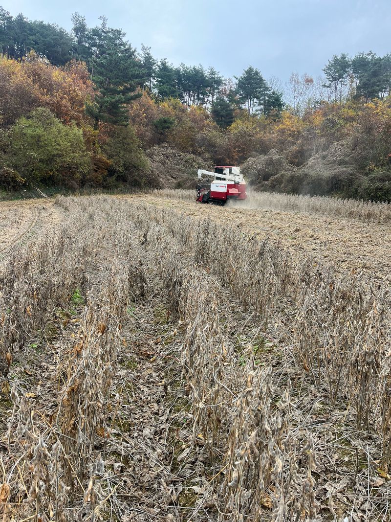 김재우님의 장터 판매 상품 [(판매완료) 백태(메주콩) 판매합니다] 첨부 사진