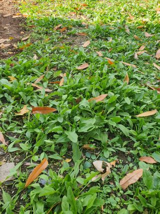 배추16255님의 시금치 · 영농일지 작성글 사진