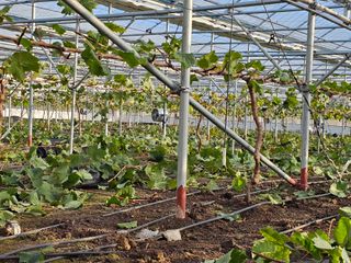 양애숙님의 자유주제 · 자유게시판 작성글 사진