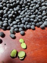 팜모닝 자유주제·자유게시판 게시글 이미지