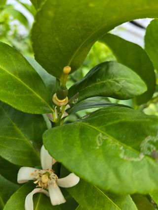 필라댄스농부님의 자유주제 · 자유게시판 작성글 사진