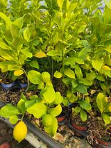 팜모닝 자유주제·자유게시판 게시글 이미지