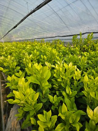 필라댄스농부님의 자유주제 · 자유게시판 작성글 사진