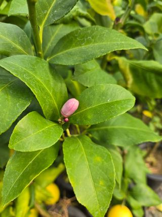 필라댄스농부님의 자유주제 · 자유게시판 작성글 사진