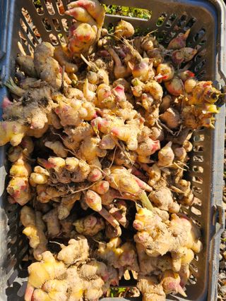 Bmww2226님의 우리집 김장 자랑하기 · 참여글 작성글 사진