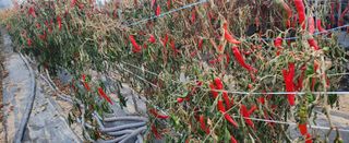 장기수님의 고추 · 영농일지 작성글 사진