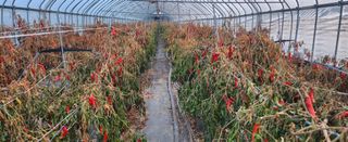 장기수님의 고추 · 영농일지 작성글 사진