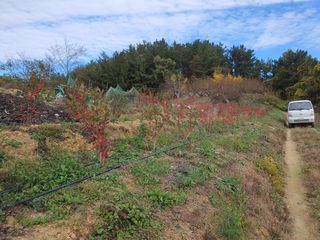 노력하는농민천영구님의 블루베리 · 영농일지 작성글 사진