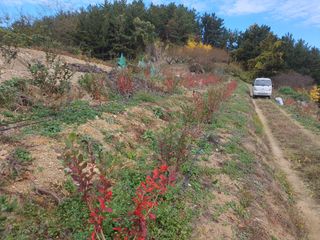 노력하는농민천영구님의 블루베리 · 영농일지 작성글 사진