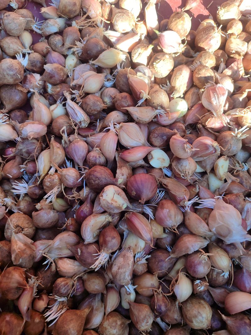 장터 상품 [홍산마늘 통마늘 1kg, 주아씨마늘] 썸네일