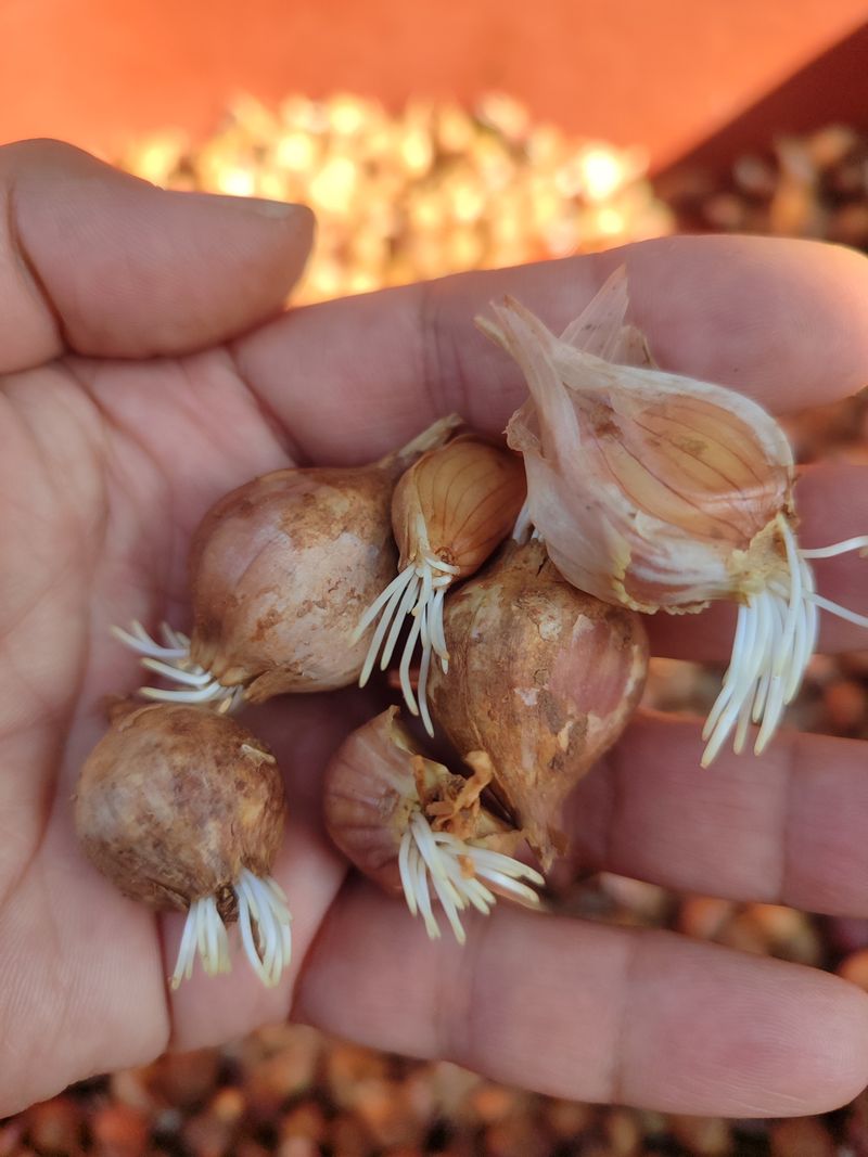 동그라미세모님의 장터 판매 상품 [홍산마늘 통마늘 1kg, 주아씨마늘] 첨부 사진