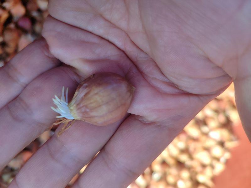 동그라미세모님의 장터 판매 상품 [홍산마늘 통마늘 1kg, 주아씨마늘] 첨부 사진