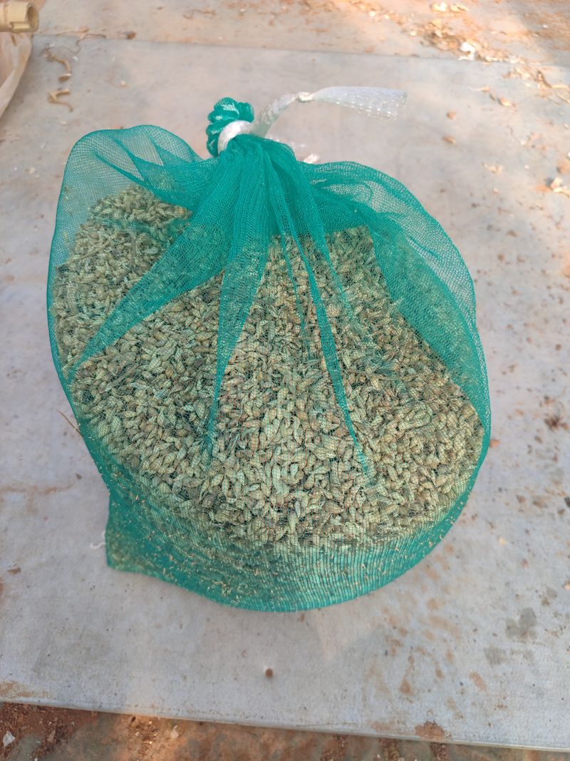 동그라미세모님의 장터 판매 상품 [홍산마늘 통마늘 1kg, 주아씨마늘] 첨부 사진