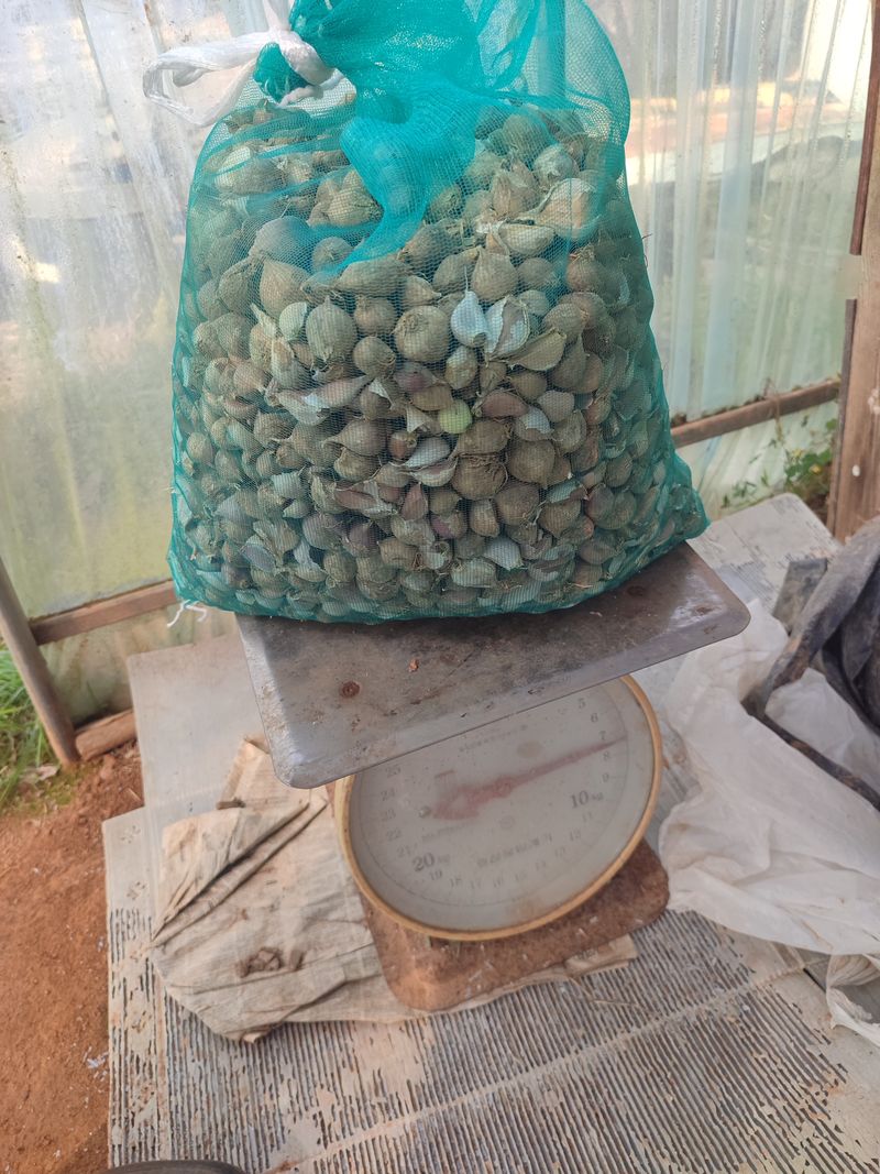 동그라미세모님의 장터 판매 상품 [홍산마늘 통마늘 1kg, 주아씨마늘] 첨부 사진