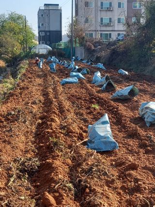 Happy100w님의 기타작물 · 영농일지 작성글 사진