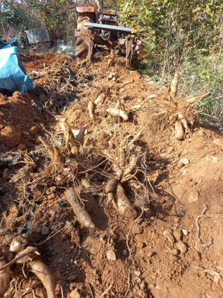 Happy100w님의 기타작물 · 영농일지 작성글 사진