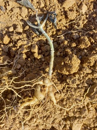 Happy100w님의 기타작물 · 영농일지 작성글 사진