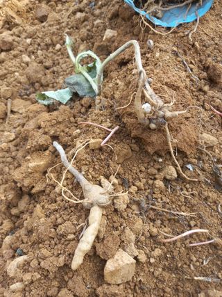 Happy100w님의 기타작물 · 영농일지 작성글 사진