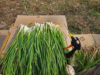 형설농원 정순정님의 우리집 김장 자랑하기 · 참여글 작성글 사진