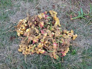형설농원 정순정님의 우리집 김장 자랑하기 · 참여글 작성글 사진