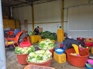 형설농원 정순정님의 우리집 김장 자랑하기 · 참여글 작성글 사진