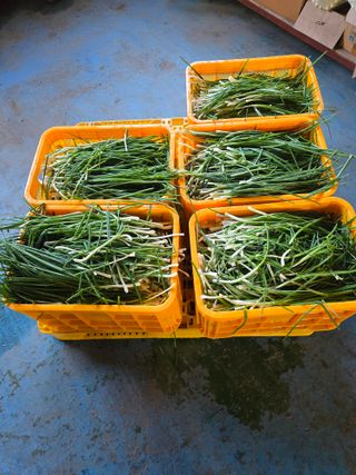 형설농원 정순정님의 우리집 김장 자랑하기 · 참여글 작성글 사진