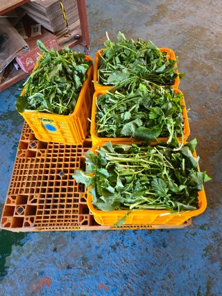 형설농원 정순정님의 우리집 김장 자랑하기 · 참여글 작성글 사진