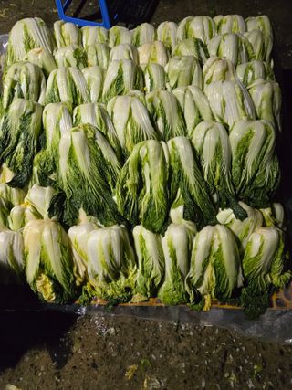 형설농원 정순정님의 우리집 김장 자랑하기 · 참여글 작성글 사진