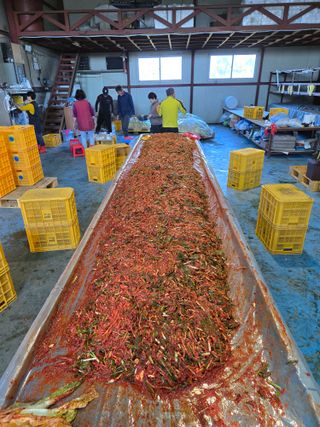 형설농원 정순정님의 우리집 김장 자랑하기 · 참여글 작성글 사진